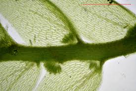 Attēlu rezultāti vaicājumam “Plagiothecium nemorale”