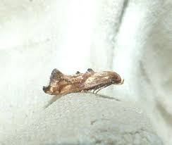 Attēlu rezultāti vaicājumam “Epermenia falciformis”