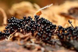 Attēlu rezultāti vaicājumam “Metatrichia floriformis stalked”