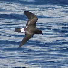 Image result for Oceanodroma castro
