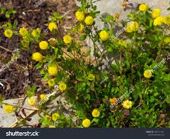 Attēlu rezultāti vaicājumam “Trifolium dubium bud”