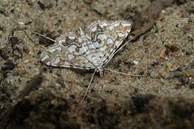 Attēlu rezultāti vaicājumam “Elophila nymphaeata”