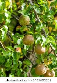 Attēlu rezultāti vaicājumam “Pyrus pyraster”