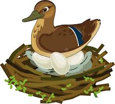 Attēlu rezultāti vaicājumam “Anas platyrhynchos eggs”