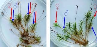 Attēlu rezultāti vaicājumam “Atrichum flavisetum”