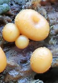 Attēlu rezultāti vaicājumam “Trichia contorta”