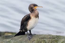 Image result for Phalacrocorax carbo