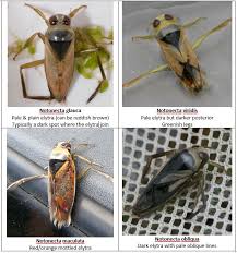 Attēlu rezultāti vaicājumam “Notonecta glauca”