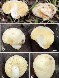 Attēlu rezultāti vaicājumam “Diderma ochraceum young”
