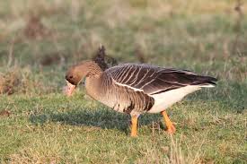 Attēlu rezultāti vaicājumam “Anser serrirostris”