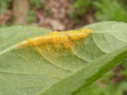 Attēlu rezultāti vaicājumam “Melampsora populnea”