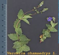 Image result for Veronica chamaedrys