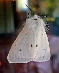 Attēlu rezultāti vaicājumam “Spilosoma lubricipeda”
