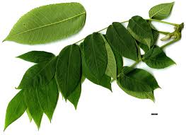 Attēlu rezultāti vaicājumam “Juglans cinerea leaf”