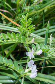 Attēlu rezultāti vaicājumam “Vicia sativa flower”