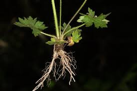 Attēlu rezultāti vaicājumam “Ranunculus acris leaf”