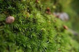 Attēlu rezultāti vaicājumam “Polytrichales”