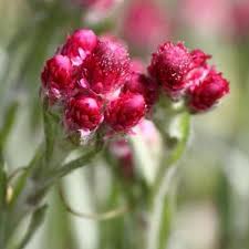 Attēlu rezultāti vaicājumam “Antennaria dioica leaf”