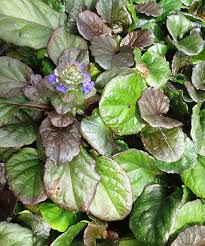 Attēlu rezultāti vaicājumam “Ajuga reptans leaf”