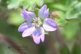Attēlu rezultāti vaicājumam “Geranium molle flower”