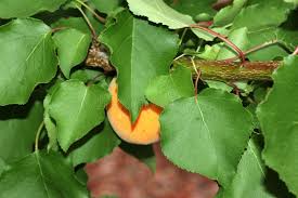 Attēlu rezultāti vaicājumam “Prunus armeniaca leaf”