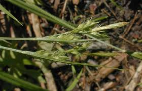 Attēlu rezultāti vaicājumam “Hemitrichia karstenii sessile”