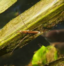 Attēlu rezultāti vaicājumam “Limnoporus rufoscutellatus”