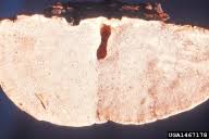 Attēlu rezultāti vaicājumam “Fomitopsis rosea”