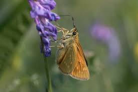 Attēlu rezultāti vaicājumam “Ochlodes sylvanus underside”