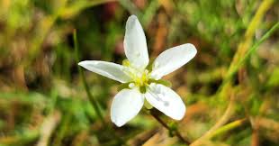 Attēlu rezultāti vaicājumam “Sagina nodosa”