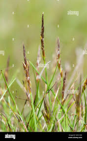 Attēlu rezultāti vaicājumam “Carex pulicaris”