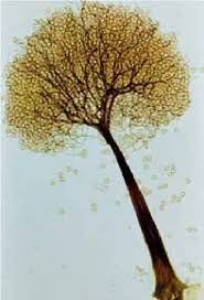 Attēlu rezultāti vaicājumam “Comatricha elegans”