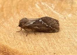 Attēlu rezultāti vaicājumam “Hepialus lupulinus”