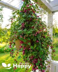 Image result for Rhodochiton atrosanguineum