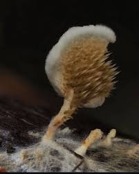 Attēlu rezultāti vaicājumam “Stemonitopsis typhina stalked”