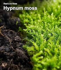 Attēlu rezultāti vaicājumam “Hypnum”