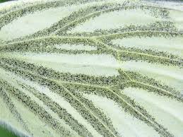 Attēlu rezultāti vaicājumam “Pieris napi underside”