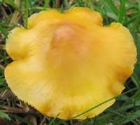 Attēlu rezultāti vaicājumam “Hygrocybe acutoconica”