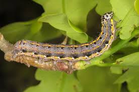 Attēlu rezultāti vaicājumam “Orthosia sp.”