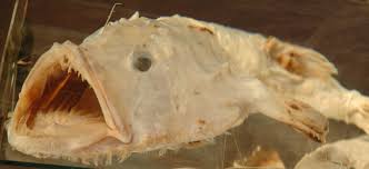 Image result for Lophius americanus
