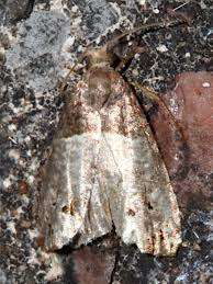 Attēlu rezultāti vaicājumam “Notocelia roborana”