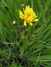Attēlu rezultāti vaicājumam “Crepis paludosa leaf”