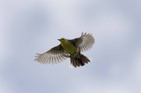 Attēlu rezultāti vaicājumam “Motacilla citreola”