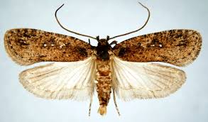 Attēlu rezultāti vaicājumam “Agonopterix ciliella”