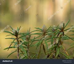 Attēlu rezultāti vaicājumam “Ledum palustre leaf”
