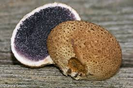 Attēlu rezultāti vaicājumam “Scleroderma citrinum”