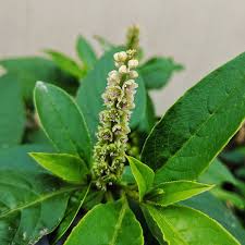 Attēlu rezultāti vaicājumam “Phytolaccaceae”