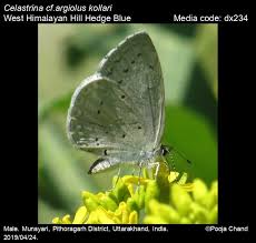 Attēlu rezultāti vaicājumam “Celastrina argiolus male”