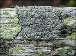 Attēlu rezultāti vaicājumam “Lecanora chlarotera”