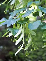 Attēlu rezultāti vaicājumam “Tilia platyphyllos Laciniata leaf”